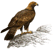 aguila