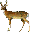 cervol