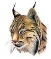 linx