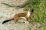 mustela