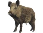 senglar