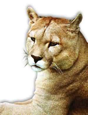 puma_lg1