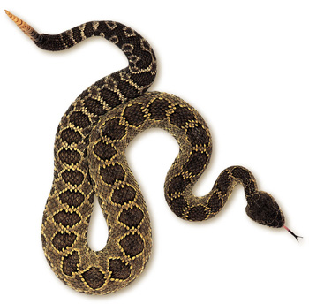 serpiente_cascabel1