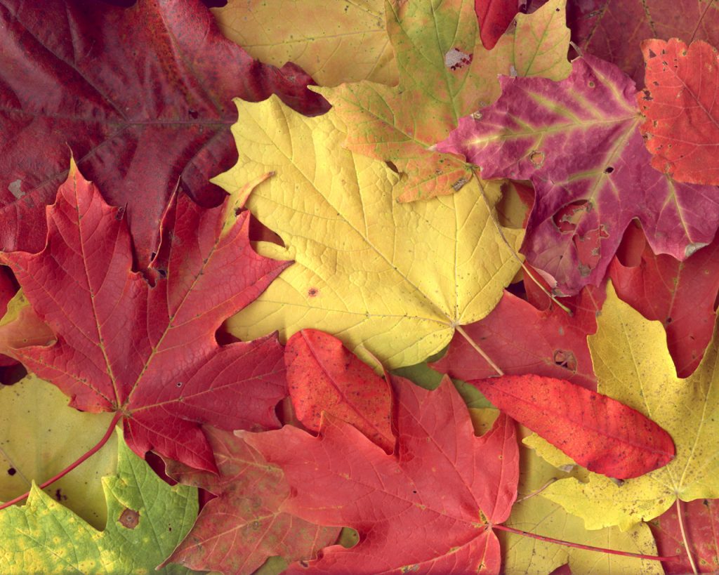Autumn-Colours_1280