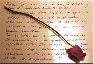 rosa-sant-jordi-2