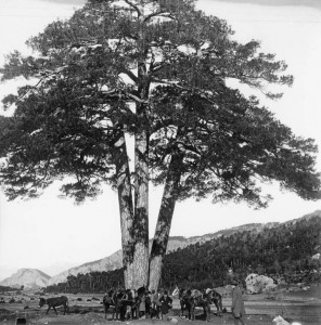 Pi_de_les_Tres_Branques_1905