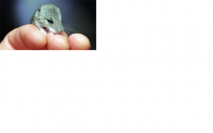 ratolidafne