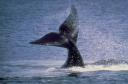 ballena-franca.jpg
