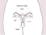 utero.jpg