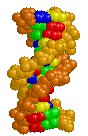 molècula de DNA