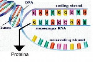 TRANCRIPCIONDEL ADN