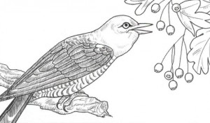 dispersio-de-fruits1