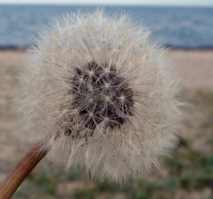 dispersio de llavors