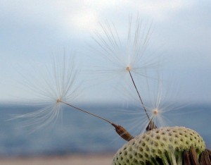 dispersió de llavors2