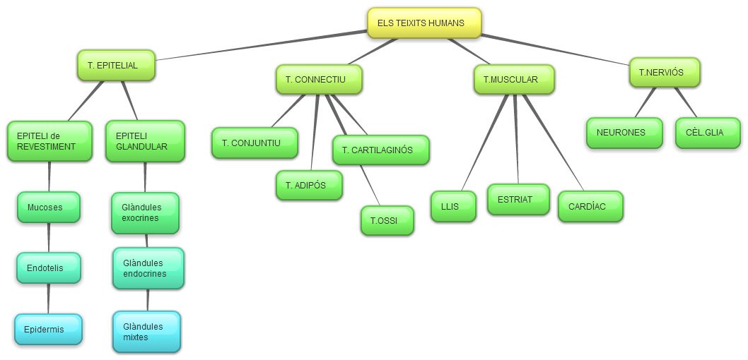 TEIXITS HUMANS