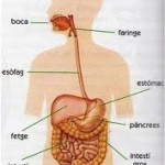 Esquema de l'aparell digestiu humà