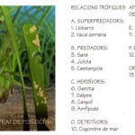 cadenes-trofiques-comparacio