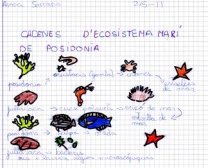 dibuix-cadenes-trofiques