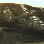 hidrozoos