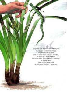 que-es-posidonia1