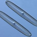 diatom