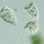 vorticella