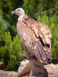 Dimarts dia 11 de febrer anirem al Cim d'àligues per veure totes aquestes aus rapinyaires que estem estudiant.