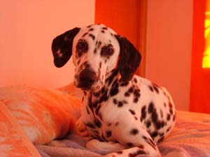 01_olivares_mascota