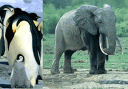 pinguelefant.gif