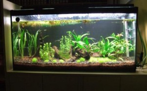 acuario20