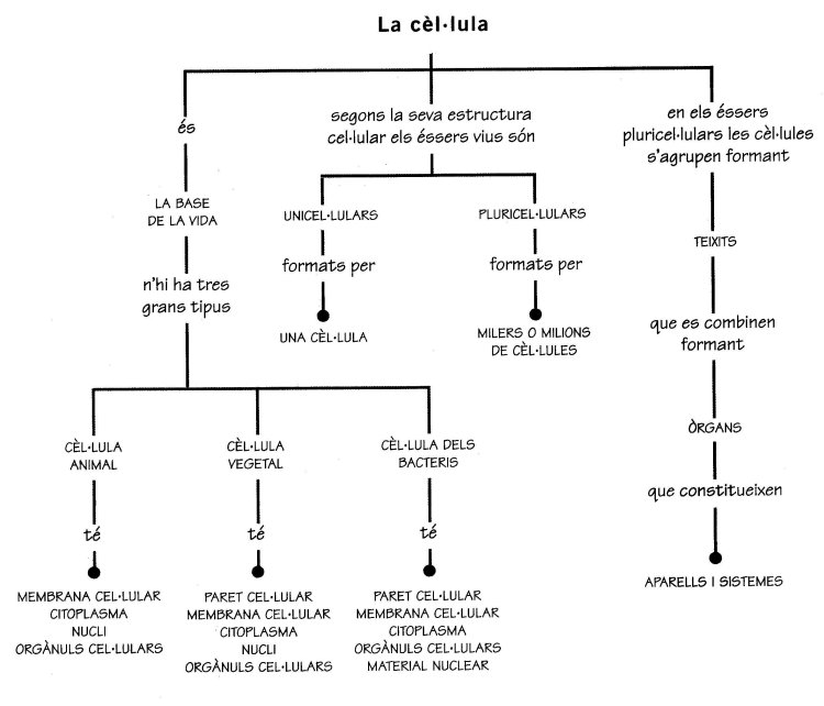 esquema-celc2b7lula