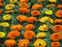 colors1.gif