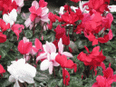 colors3.gif