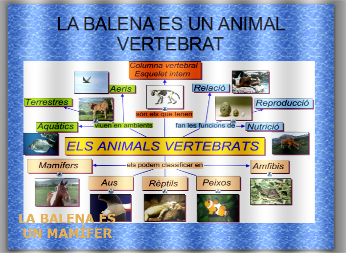 ELS ANIMALS MARINS