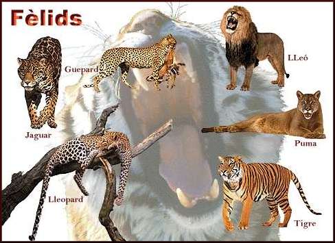 felids