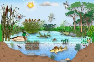 Ecosistema