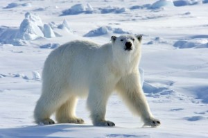 700px-Polarbear44