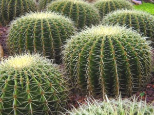Singapore_Botanic_Gardens_Cactus_Garden_2