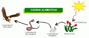 cadena_alimenticia21