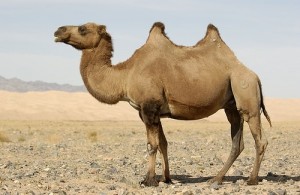 camel(1)
