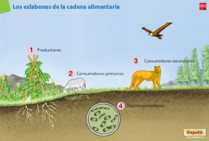 eslabones