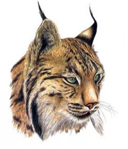 linceiberico