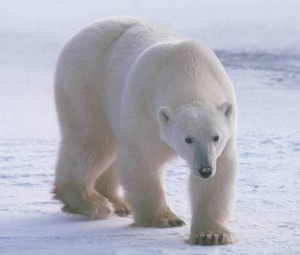 oso_polar_3