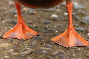 pato