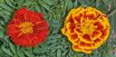 flor-de-foc.JPG