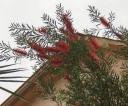 flor-punxa.JPG