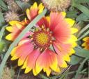 girasol.JPG