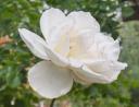 rosa-blanca.JPG