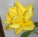 rosa-groc.JPG