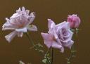 rosa-lila.JPG